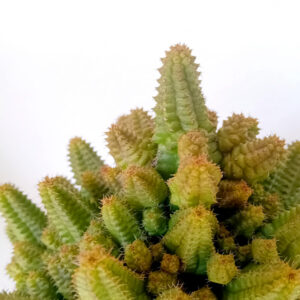 Euphorbia pitica