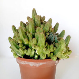 Euphorbia pitica