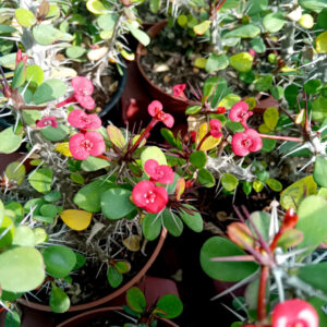 Euphorbia milii var. imperatae