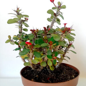 Euphorbia milii var. imperatae