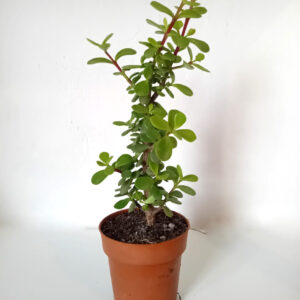 Portulacaria afra