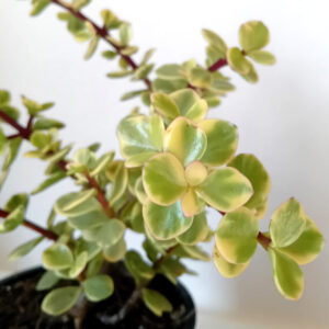 Portulacaria afra variegata