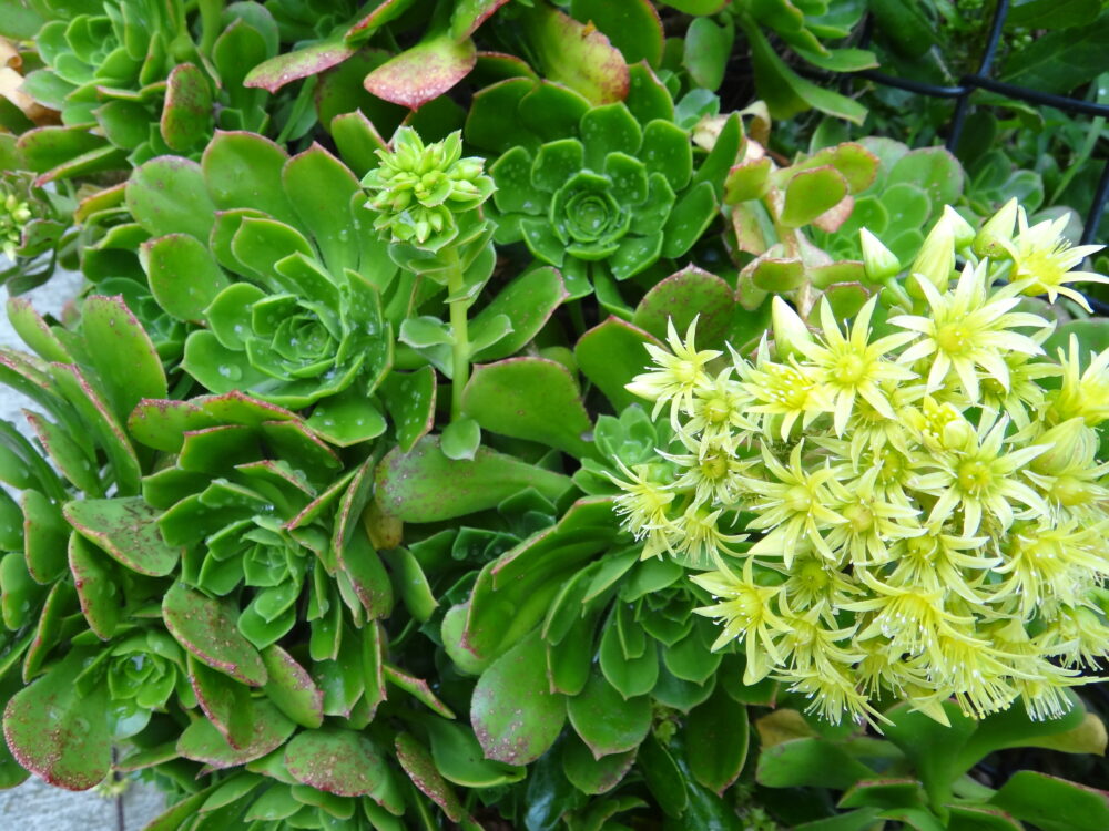 Aeonium arboreum - Imagen 4