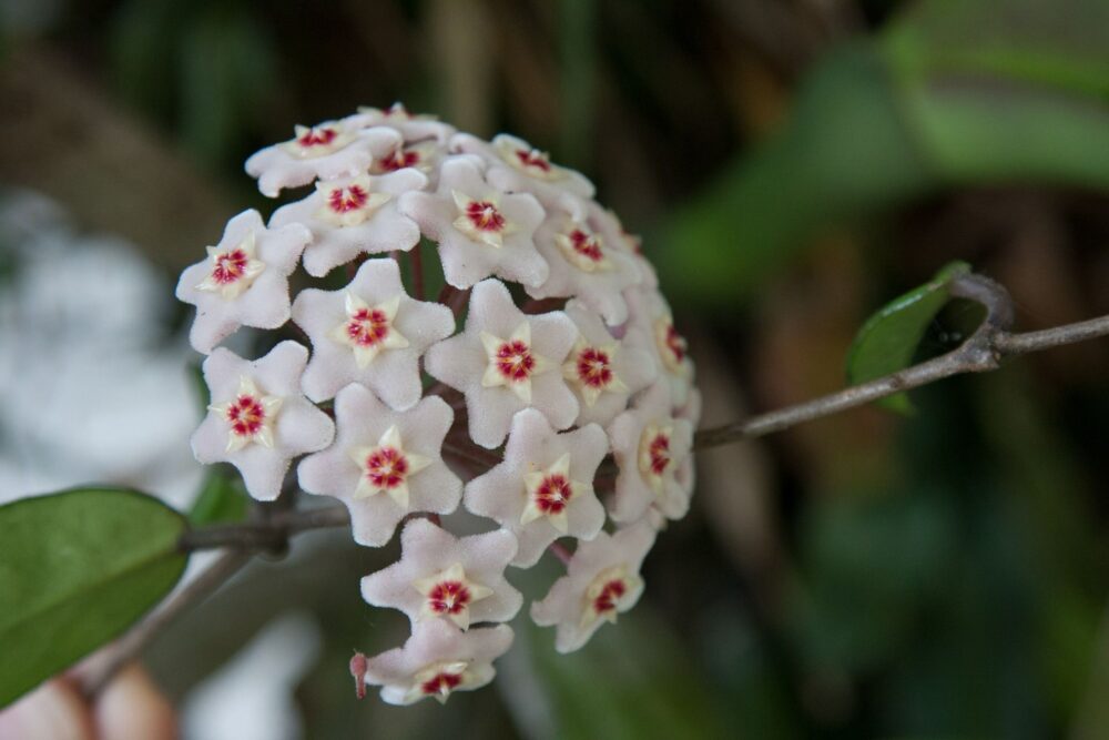 Hoya carnosa - Imagen 3