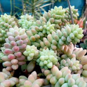 Sedum morganianum cv. burrito (Sedum burrito)