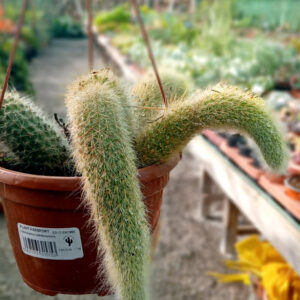 Cleistocactus colademononis (Cactus cola de mono)