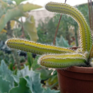 Selenicereus validus