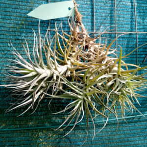Tillandsia bergeri