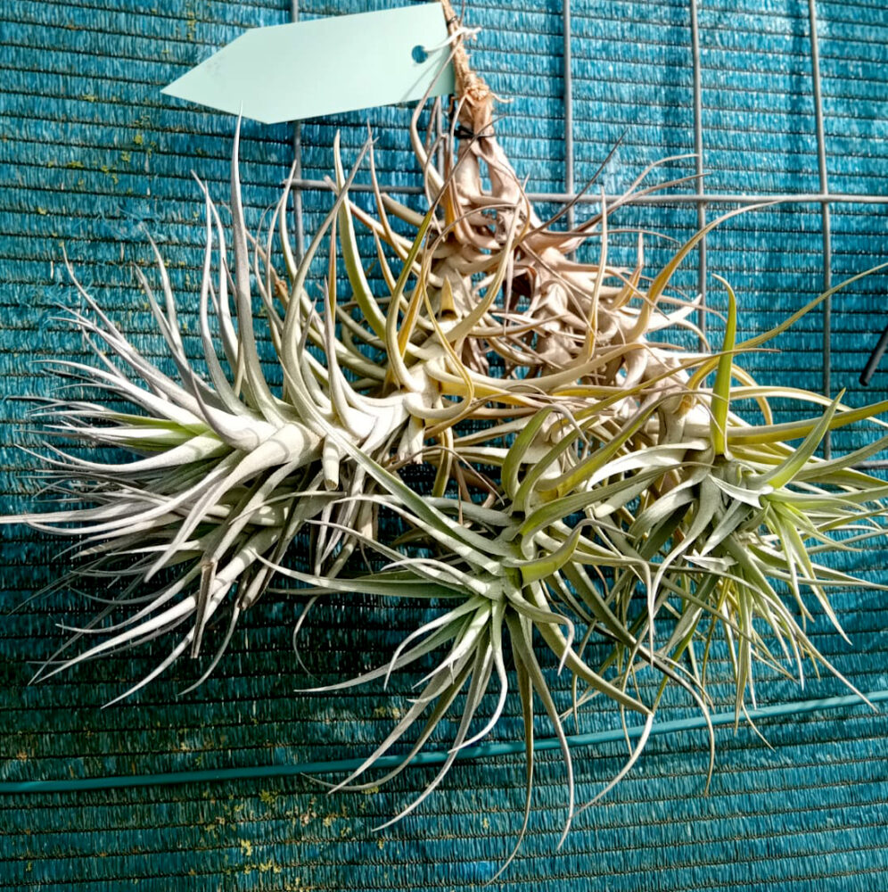 Tillandsia bergeri