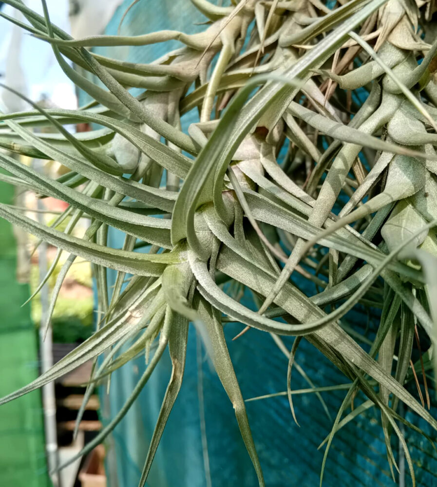 Tillandsia bergeri - Imagen 2