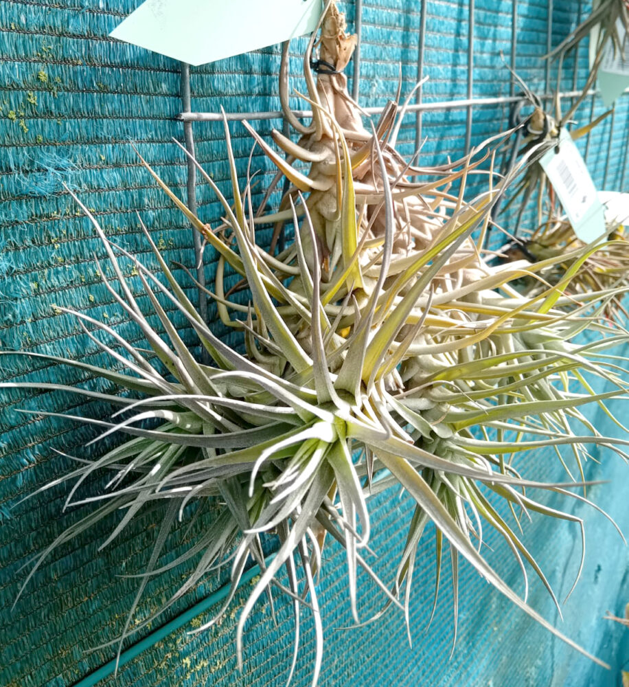 Tillandsia bergeri - Imagen 3