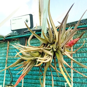 Tillandsia oaxacana