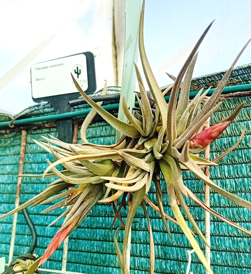 Tillandsia oaxacana