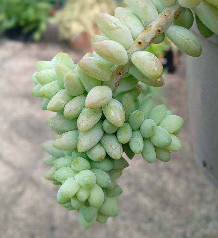 Sedum morganianum cv. burrito (Sedum burrito) - Imagen 3