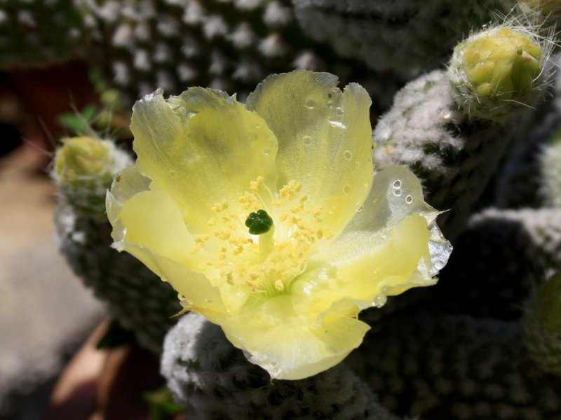 Opuntia microdasys albispina - Imagen 3