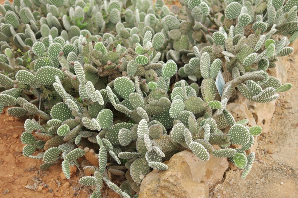 Opuntia microdasys albispina - Imagen 4