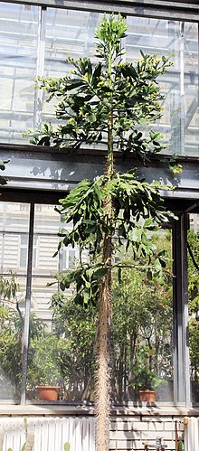 Brasiliopuntia brasilensis - Imagen 4