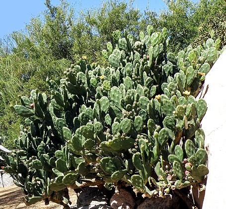 Opuntia elata - Imagen 4