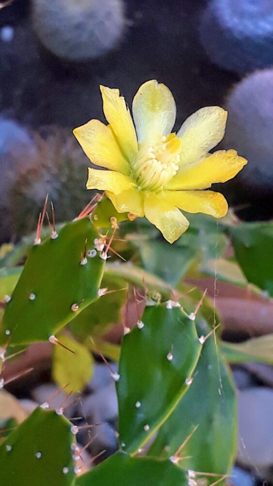Brasiliopuntia brasilensis - Imagen 3