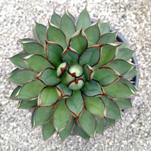 Agave x 'burnt burgundy'