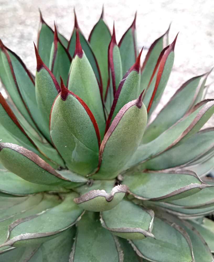 Agave x 'burnt burgundy' - Imagen 3
