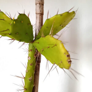 Brasiliopuntia brasilensis