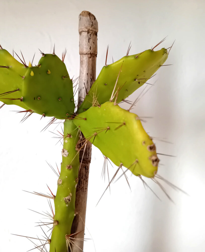 Brasiliopuntia brasilensis - Imagen 2