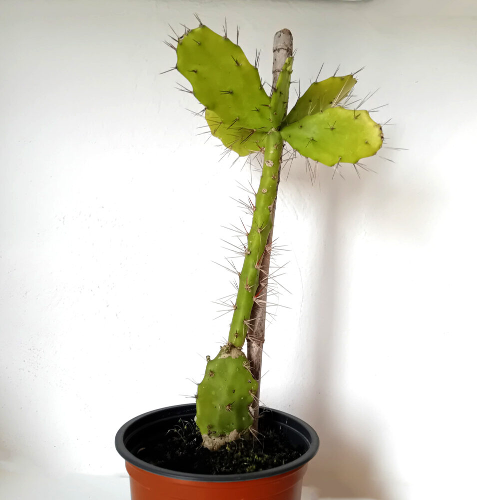 Brasiliopuntia brasilensis