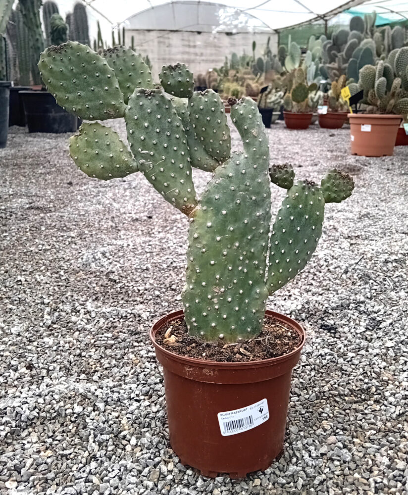 Consolea rubescens - Imagen 2