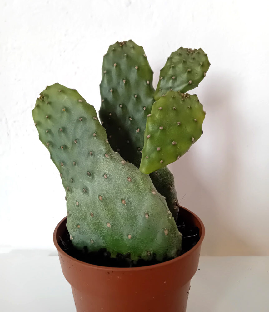 Consolea rubescens - Imagen 3