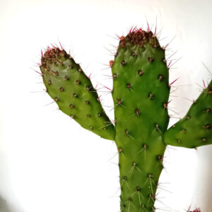 Consolea spinosissima