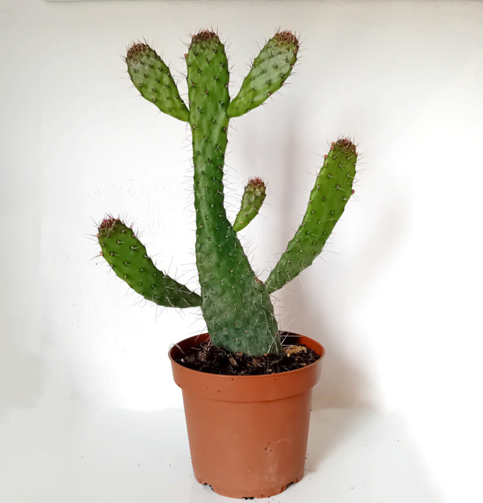 Consolea spinosissima