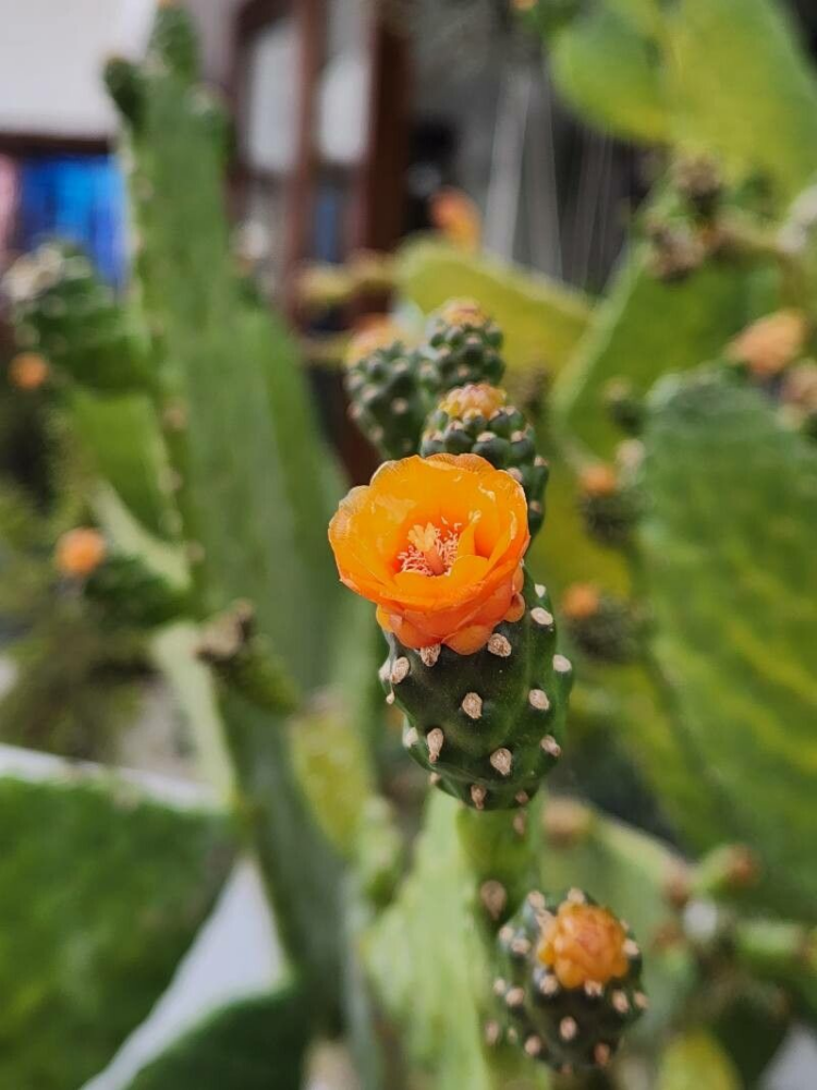 Consolea rubescens - Imagen 4