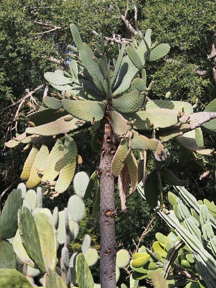 Consolea rubescens - Imagen 5