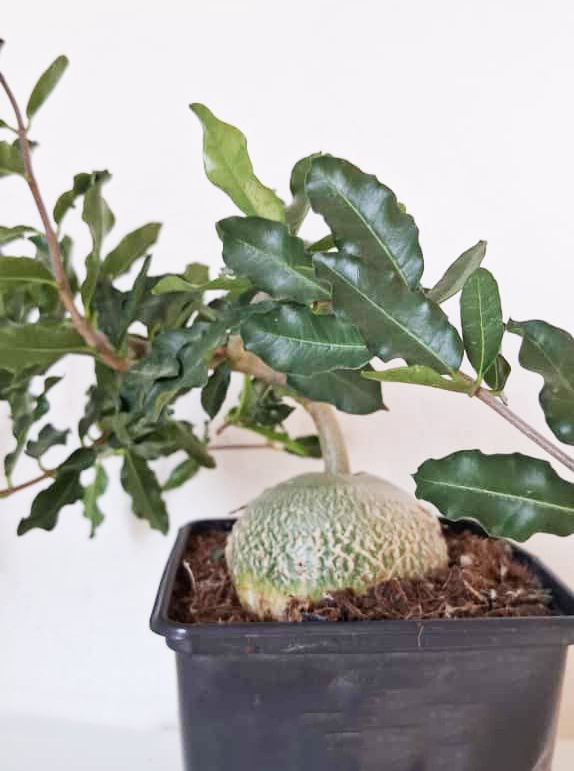 Fockea edulis - Imagen 2