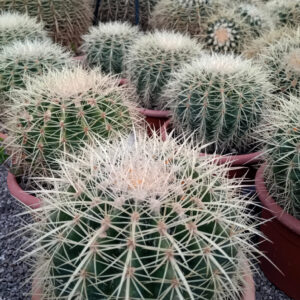 Echinocactus grusonii