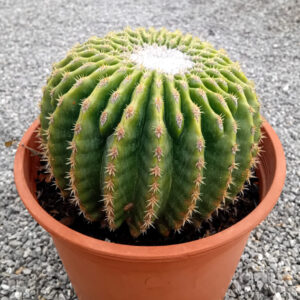 Echinocactus grusonii var. inermis