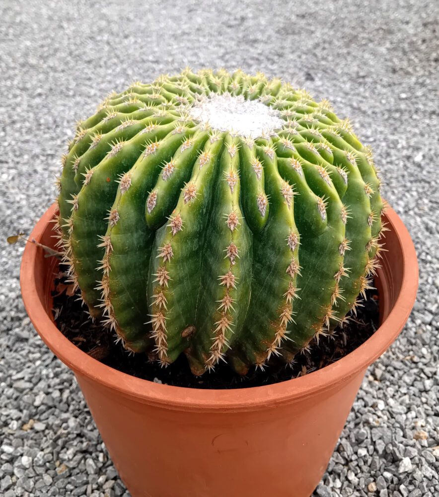 Echinocactus grusonii var. inermis