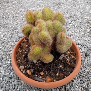 Hildewintera aureispina cristata