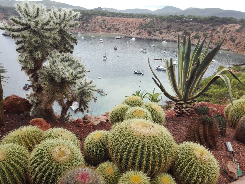 Echinocactus grusonii - Imagen 9