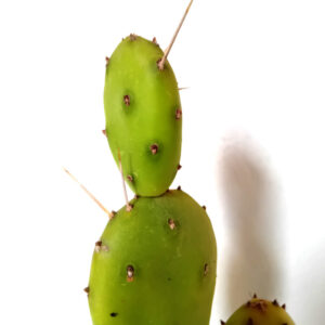 Opuntia elata