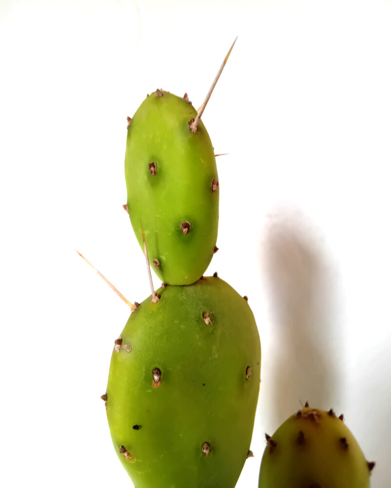 Opuntia elata - Imagen 2