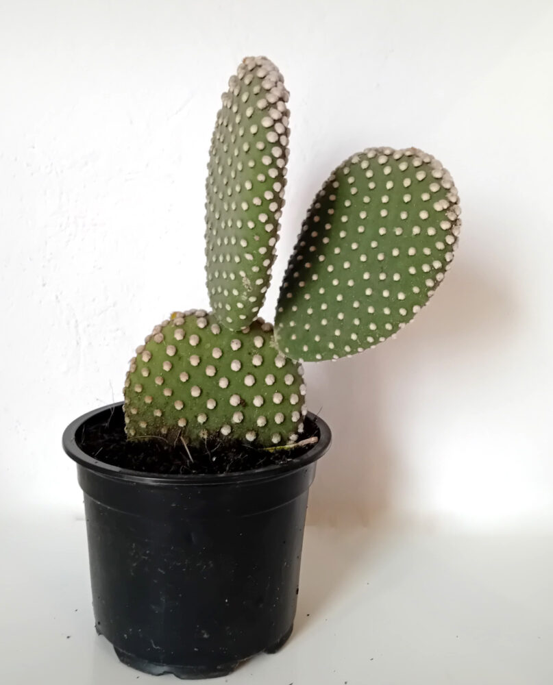 Opuntia microdasys albispina