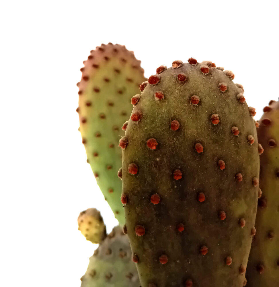 Opuntia microdasys hoery - Imagen 3