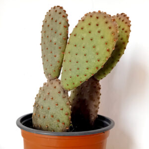 Opuntia microdasys hoery