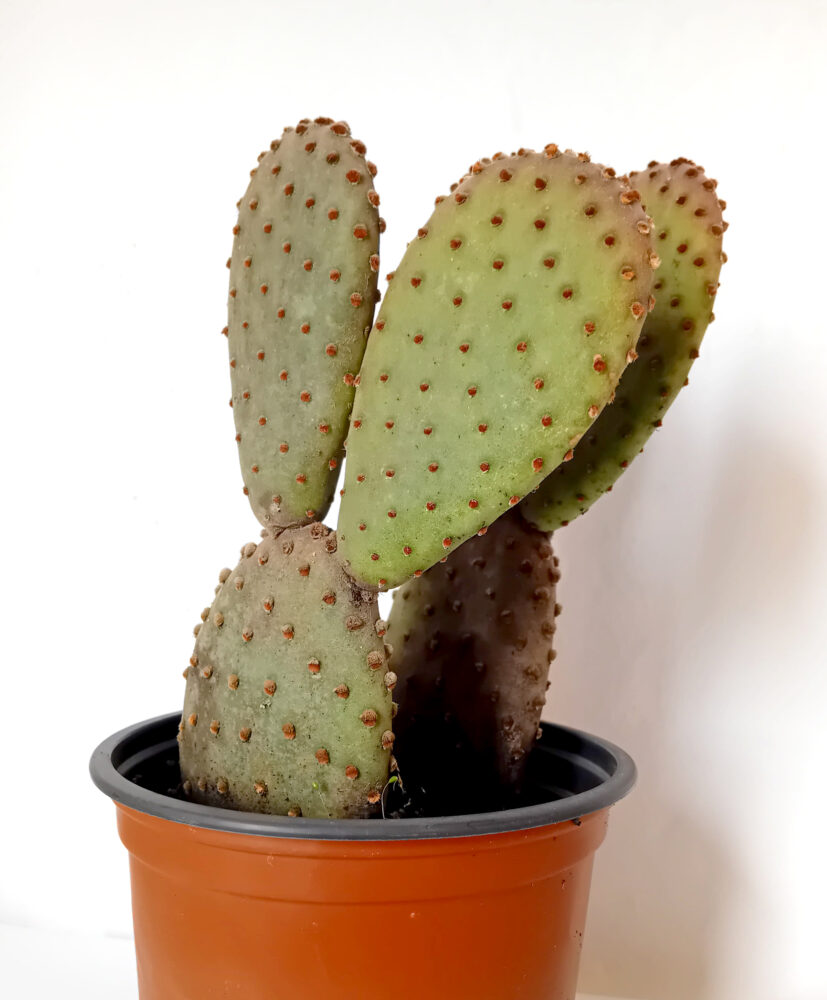 Opuntia microdasys hoery