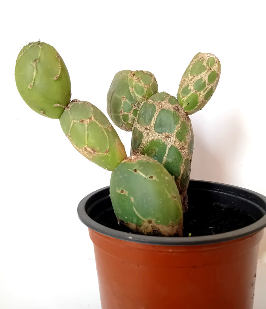 Opuntia zebrina reticulata