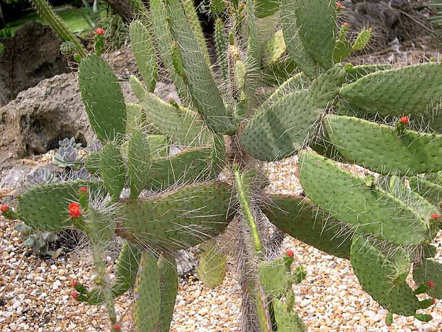 Consolea spinosissima - Imagen 4