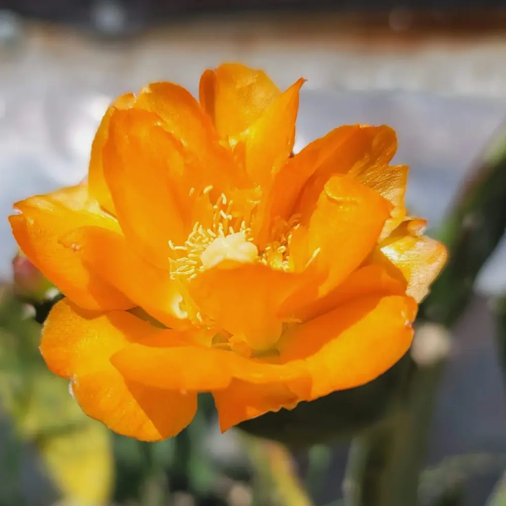 Opuntia elata - Imagen 3