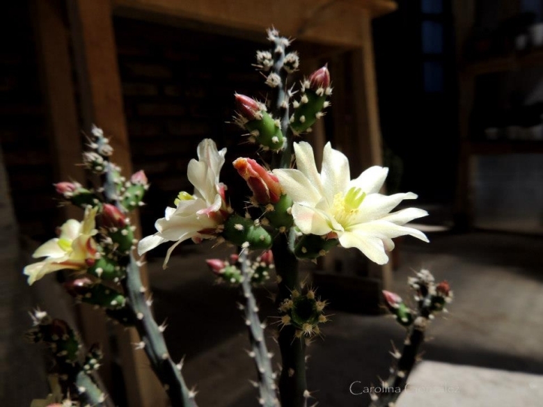 Salmonopuntia salmiana - Imagen 4